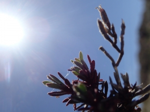 Liliane Roubaudi, le  2 mai 2017 (Bonifacio)