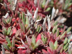 Liliane Roubaudi, le  2 mai 2017 (Bonifacio)