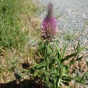 Photographie n°1775872 du taxon Trifolium purpureum Loisel. [1807]