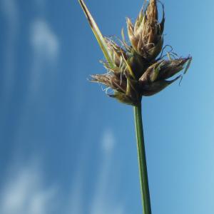 Photographie n°1775925 du taxon Carex divisa Huds. [1762]