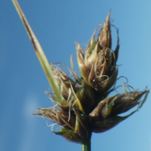Photographie n°1775940 du taxon Carex divisa Huds. [1762]
