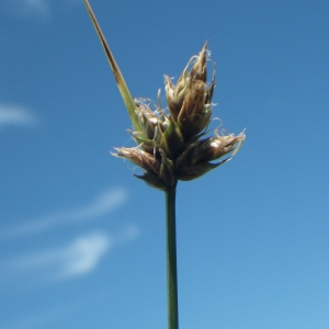 Photographie n°1775953 du taxon Carex divisa Huds. [1762]