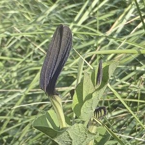 Photographie n°1776055 du taxon Aristolochia rotunda L. [1753]