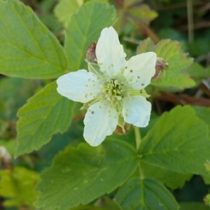 Photographie n°1776395 du taxon Rubus L. [1753]