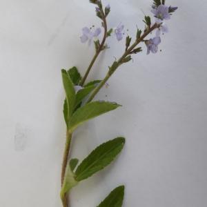 Photographie n°1776423 du taxon Veronica officinalis L. [1753]