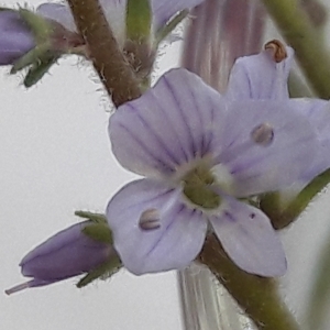 Photographie n°1776424 du taxon Veronica officinalis L. [1753]