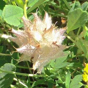 Photographie n°1776426 du taxon Trifolium resupinatum L. [1753]