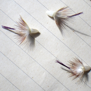 Photographie n°1776983 du taxon Crupina crupinastrum (Moris) Vis. [1847]