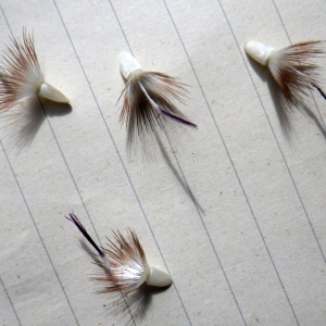 Photographie n°1776986 du taxon Crupina crupinastrum (Moris) Vis. [1847]