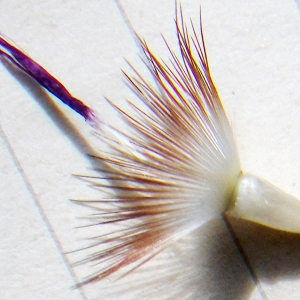 Photographie n°1776989 du taxon Crupina crupinastrum (Moris) Vis. [1847]