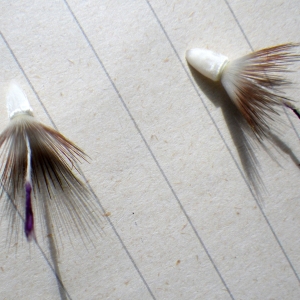 Photographie n°1776991 du taxon Crupina crupinastrum (Moris) Vis. [1847]