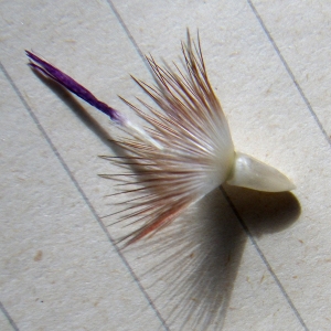 Photographie n°1776994 du taxon Crupina crupinastrum (Moris) Vis. [1847]