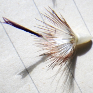 Photographie n°1776997 du taxon Crupina crupinastrum (Moris) Vis. [1847]