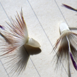 Photographie n°1777053 du taxon Crupina crupinastrum (Moris) Vis. [1847]