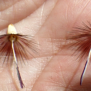 Photographie n°1777058 du taxon Crupina crupinastrum (Moris) Vis. [1847]