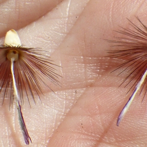 Photographie n°1777066 du taxon Crupina crupinastrum (Moris) Vis. [1847]