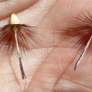 Photographie n°1777070 du taxon Crupina crupinastrum (Moris) Vis. [1847]