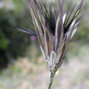 Photographie n°1777077 du taxon Crupina crupinastrum (Moris) Vis. [1847]