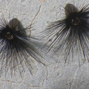 Photographie n°1777080 du taxon Crupina crupinastrum (Moris) Vis. [1847]