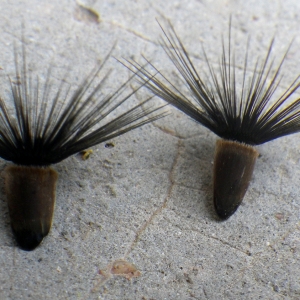 Photographie n°1777084 du taxon Crupina crupinastrum (Moris) Vis. [1847]