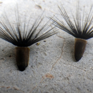 Photographie n°1777087 du taxon Crupina crupinastrum (Moris) Vis. [1847]