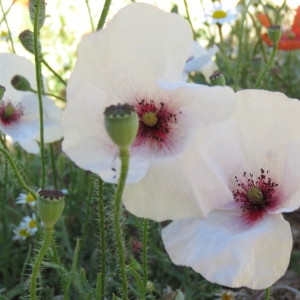 Photographie n°1778104 du taxon Papaver rhoeas L. [1753]