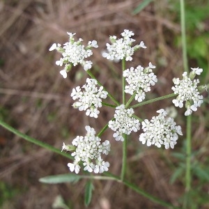 Photographie n°1778172 du taxon Torilis arvensis (Huds.) Link [1821]