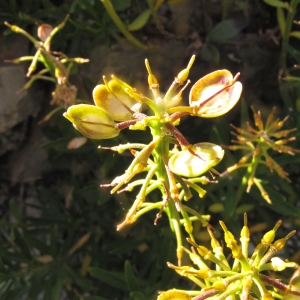 Photographie n°1778598 du taxon Iberis sempervirens L. [1753]