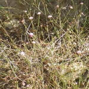 Photographie n°1779059 du taxon Dorycnopsis gerardi (L.) Boiss. [1840]