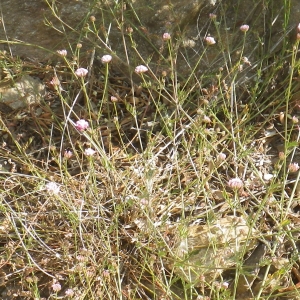 Photographie n°1779062 du taxon Dorycnopsis gerardi (L.) Boiss. [1840]