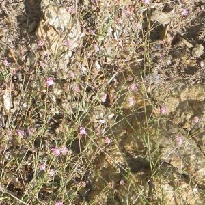 Photographie n°1779063 du taxon Dorycnopsis gerardi (L.) Boiss. [1840]