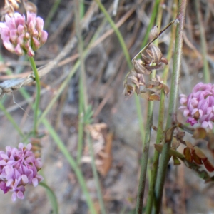 Photographie n°1779078 du taxon Dorycnopsis gerardi (L.) Boiss. [1840]