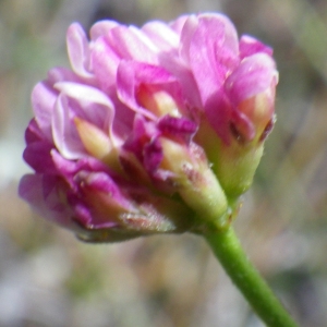 Photographie n°1779081 du taxon Dorycnopsis gerardi (L.) Boiss. [1840]