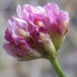 Photographie n°1779082 du taxon Dorycnopsis gerardi (L.) Boiss. [1840]