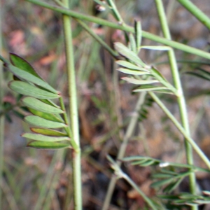 Photographie n°1779087 du taxon Dorycnopsis gerardi (L.) Boiss. [1840]