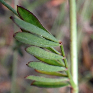 Photographie n°1779091 du taxon Dorycnopsis gerardi (L.) Boiss. [1840]
