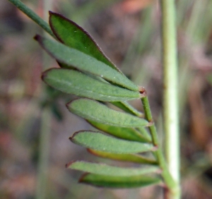 Liliane Roubaudi, le  3 mai 2017 (Bonifacio)