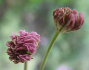 Liliane Roubaudi, le  3 mai 2017 (Bonifacio)