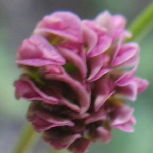 Photographie n°1779096 du taxon Dorycnopsis gerardi (L.) Boiss. [1840]
