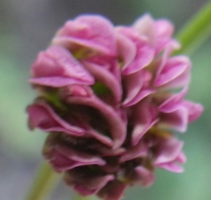 Liliane Roubaudi, le  3 mai 2017 (Bonifacio)