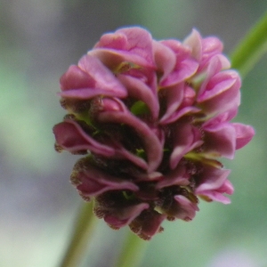 Dorycnopsis gerardi (L.) Boiss. (Anthyllide de Gérard)