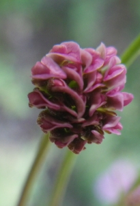 Liliane Roubaudi, le  3 mai 2017 (Bonifacio)