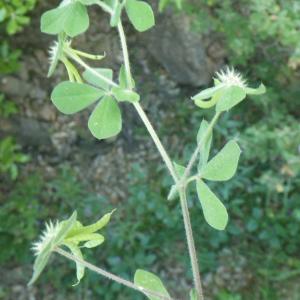 Photographie n°1779120 du taxon Lotus ornithopodioides L. [1753]