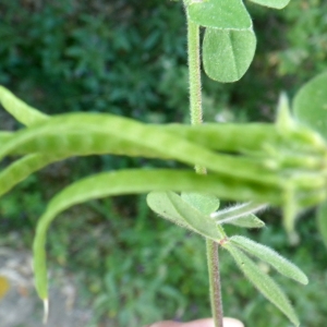 Photographie n°1779132 du taxon Lotus ornithopodioides L. [1753]