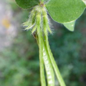 Photographie n°1779135 du taxon Lotus ornithopodioides L. [1753]