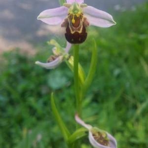 Photographie n°1783902 du taxon Ophrys apifera Huds. [1762]