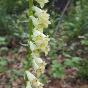 Photographie n°1784324 du taxon Digitalis lutea L. [1753]