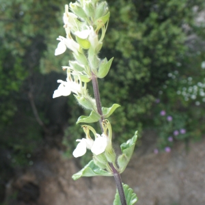 Photographie n°1784436 du taxon Teucrium flavum L. [1753]