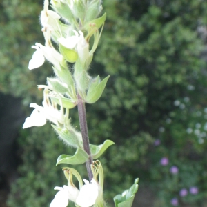 Photographie n°1784450 du taxon Teucrium flavum L. [1753]