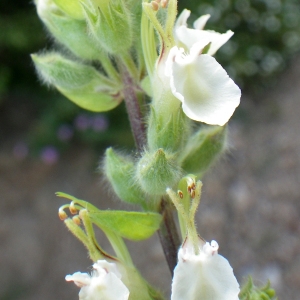 Photographie n°1784460 du taxon Teucrium flavum L. [1753]